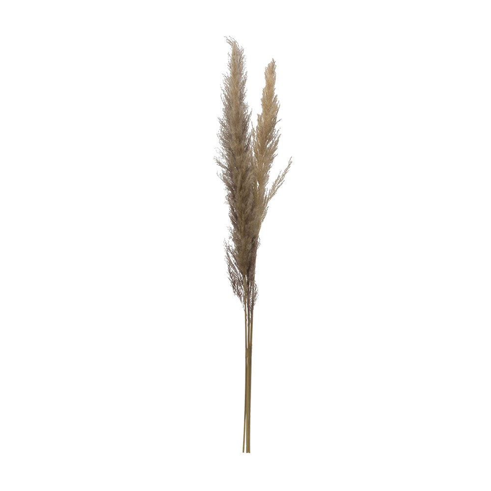 Natural Pampas Grass