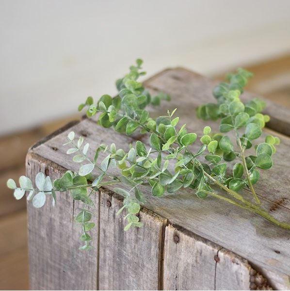 Eucalyptus Green Stem