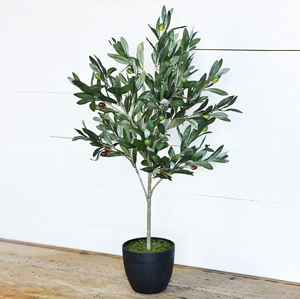 Olive Tree