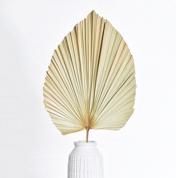 Dried Palm Leaf