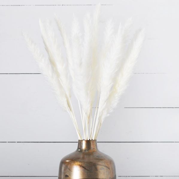 White Pampas Grass Stems