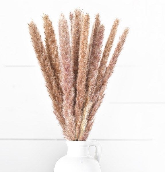 Natural Pampas Stems